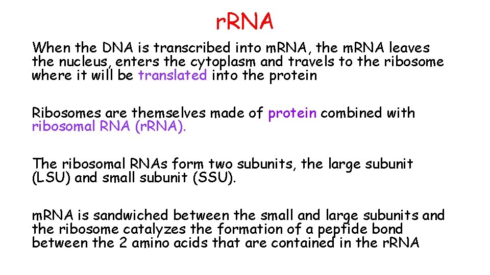r. RNA When the DNA is transcribed into m. RNA, the m. RNA leaves