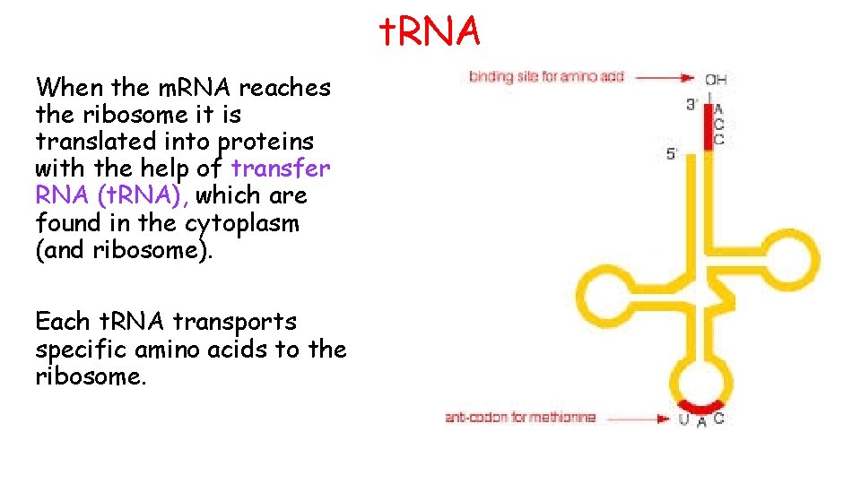 t. RNA When the m. RNA reaches the ribosome it is translated into proteins