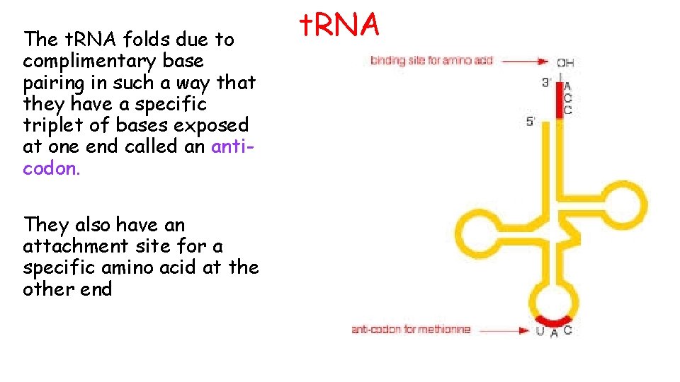 The t. RNA folds due to complimentary base pairing in such a way that