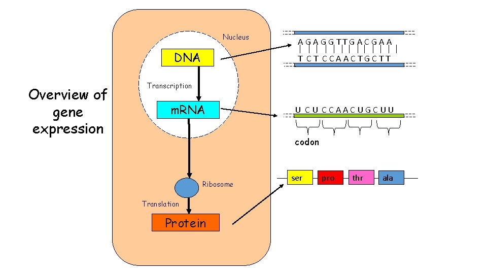 Nucleus DNA Overview of gene expression AGAGGTTGACGAA T CT CCAACTGCTT Transcription m. RNA U