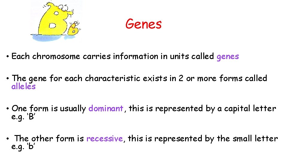Genes • Each chromosome carries information in units called genes • The gene for