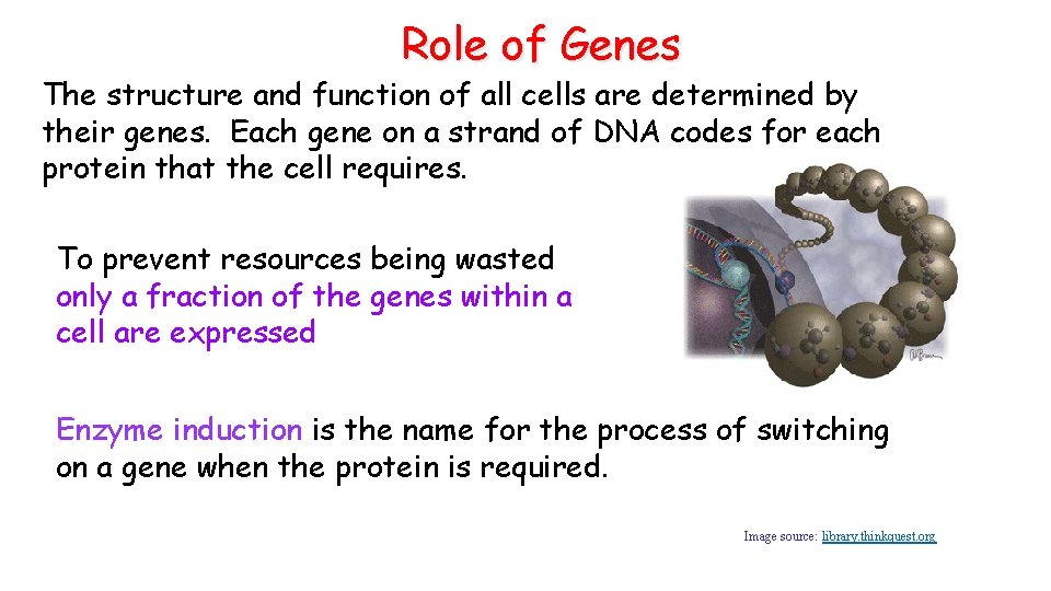 Role of Genes The structure and function of all cells are determined by their