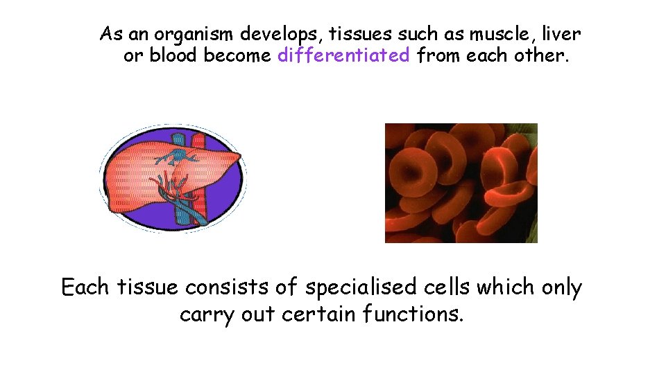 As an organism develops, tissues such as muscle, liver or blood become differentiated from