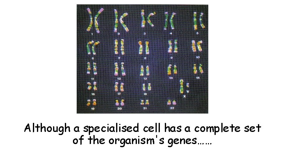 Although a specialised cell has a complete set of the organism's genes…… 