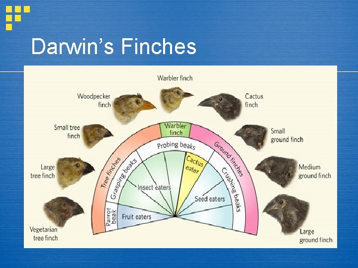 Darwin’s Finches 