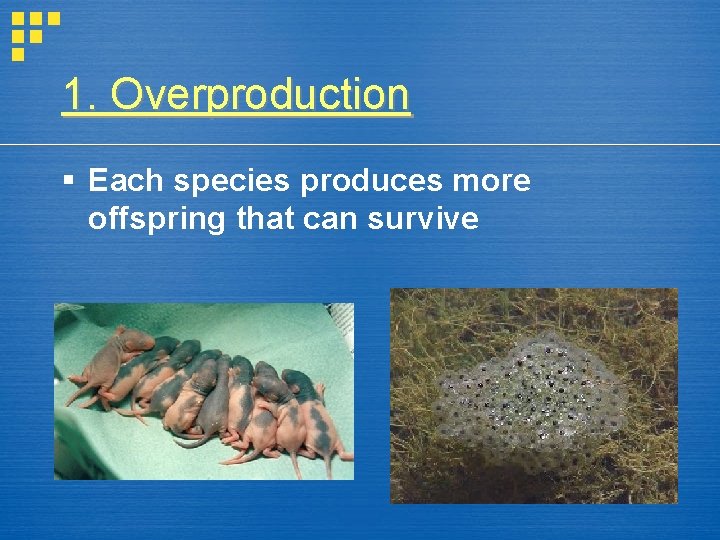 1. Overproduction § Each species produces more offspring that can survive 