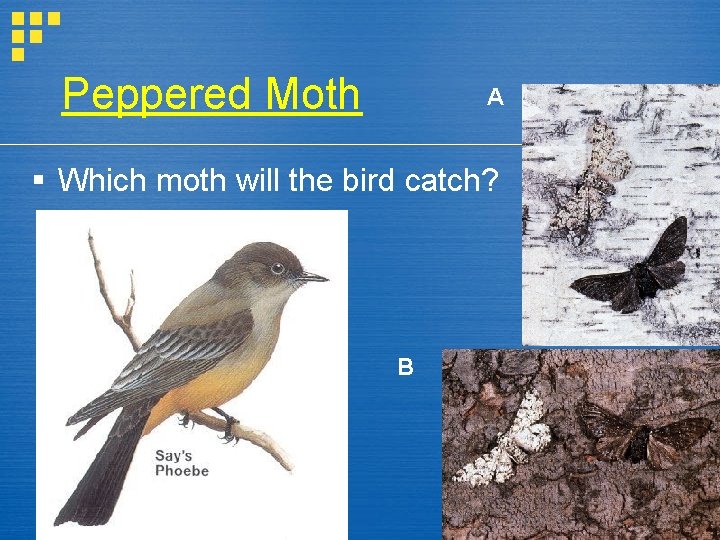 Peppered Moth A § Which moth will the bird catch? B 