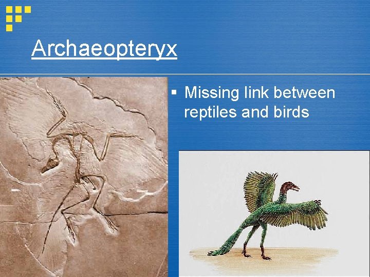 Archaeopteryx § Missing link between reptiles and birds 