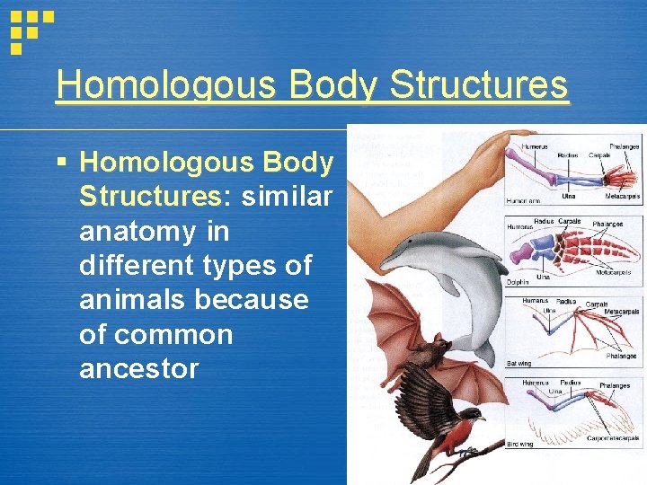 Homologous Body Structures § Homologous Body Structures: Structures similar anatomy in different types of