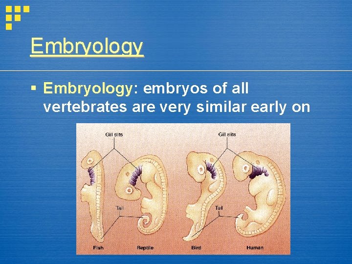 Embryology § Embryology: Embryology embryos of all vertebrates are very similar early on 
