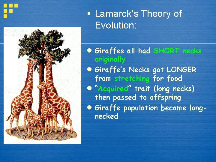 § Lamarck’s Theory of Evolution: l Giraffes all had SHORT necks originally l Giraffe’s