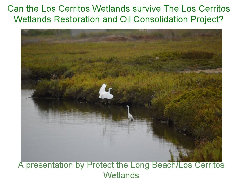 Can the Los Cerritos Wetlands survive The Los Cerritos Wetlands Restoration and Oil Consolidation