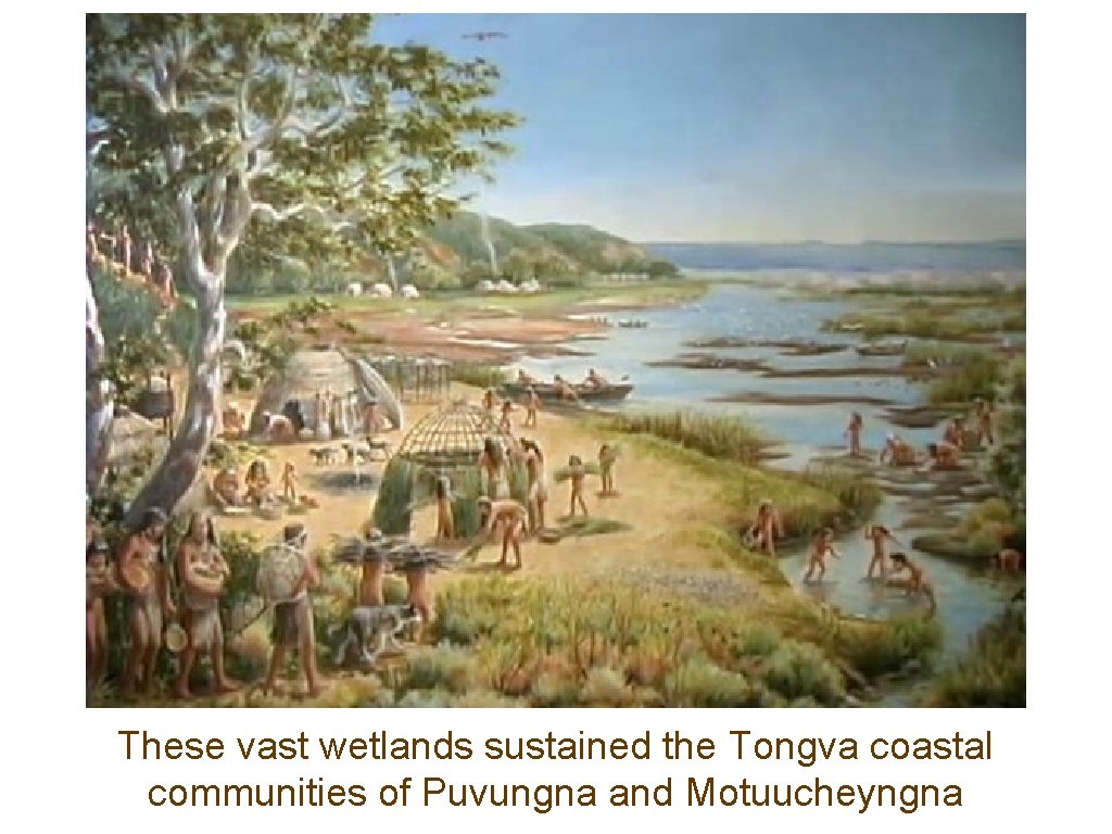 These vast wetlands sustained the Tongva coastal communities of Puvungna and Motuucheyngna 