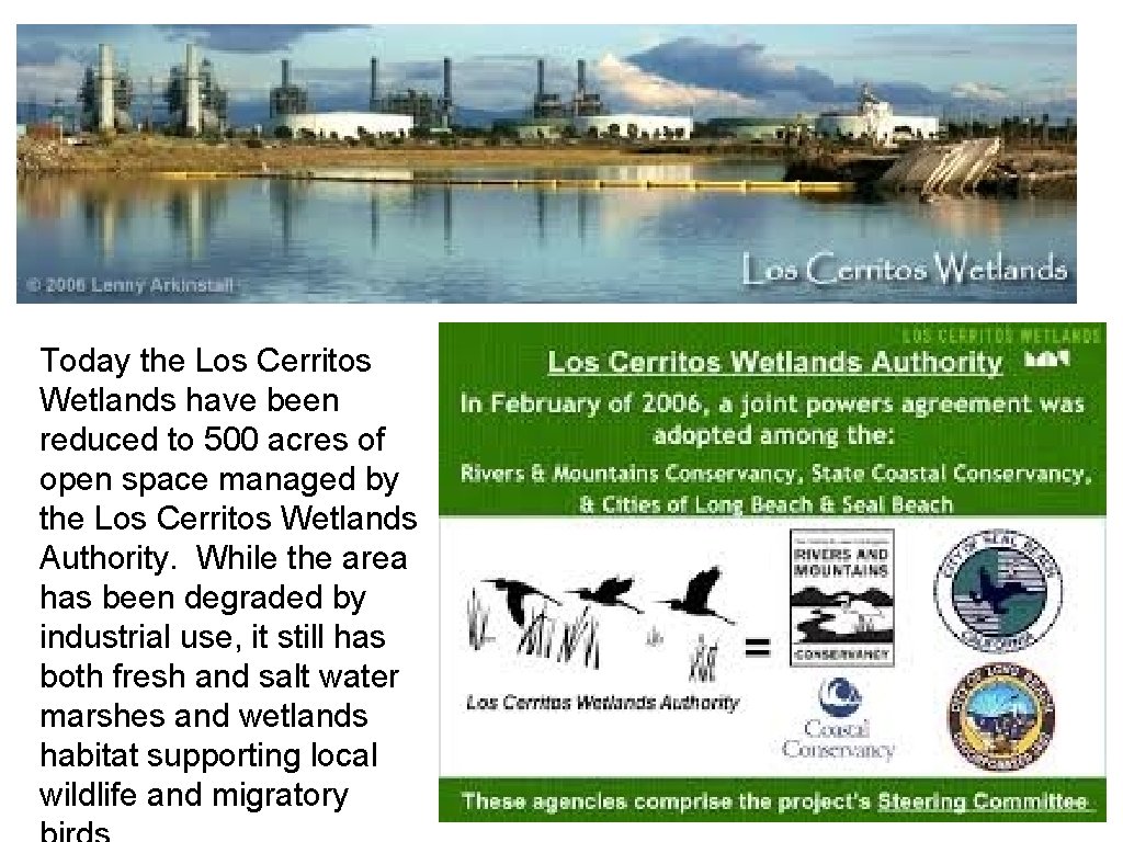 Today the Los Cerritos Wetlands have been reduced to 500 acres of open space