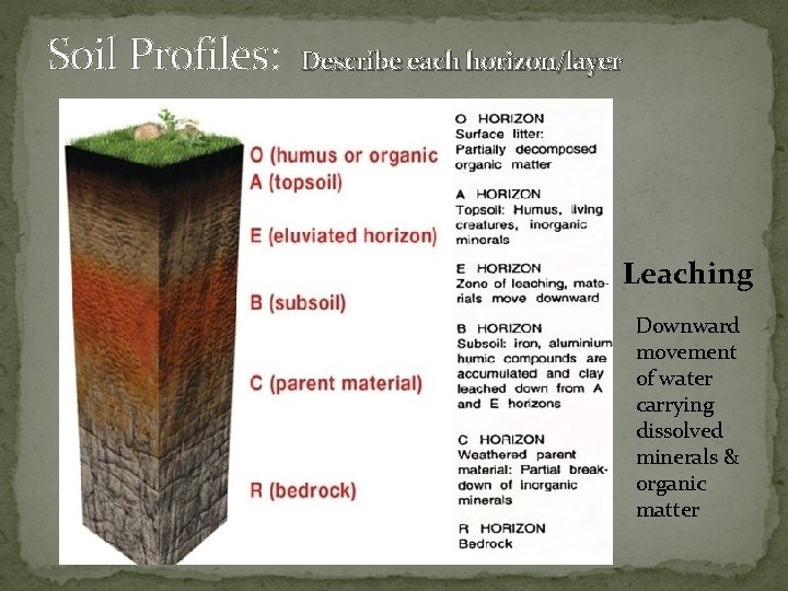 Soil Profiles: Describe each horizon/layer Leaching Downward movement of water carrying dissolved minerals &