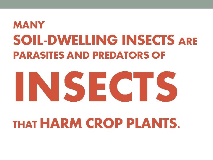 MANY SOIL-DWELLING INSECTS ARE PARASITES AND PREDATORS OF INSECTS THAT HARM CROP PLANTS. 