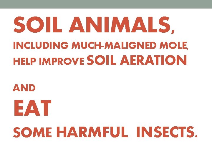 SOIL ANIMALS, INCLUDING MUCH-MALIGNED MOLE, HELP IMPROVE SOIL AERATION AND EAT SOME HARMFUL INSECTS.