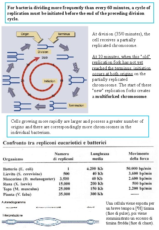 For bacteria dividing more frequently than every 60 minutes, a cycle of replication must
