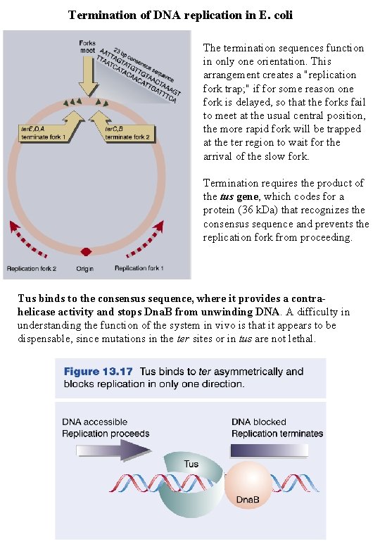 Termination of DNA replication in E. coli The termination sequences function in only one