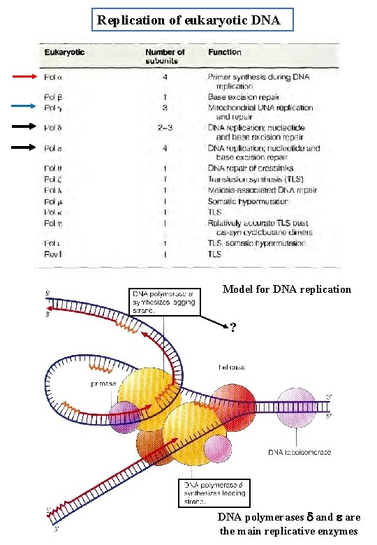 Replication of eukaryotic DNA Model for DNA replication ? DNA polymerases d and e