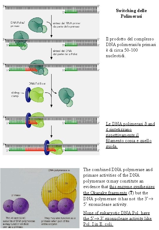 Switching delle Polimerasi Il prodotto del complesso DNA polimerasi/α primasi è di circa 50