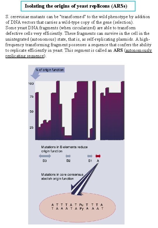Isolating the origins of yeast replicons (ARSs) S. cerevisiae mutants can be "transformed" to