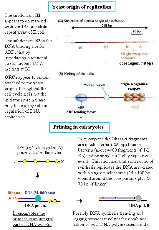 Yeast origin of replication The subdomain B 2 appears to correspond with the 13