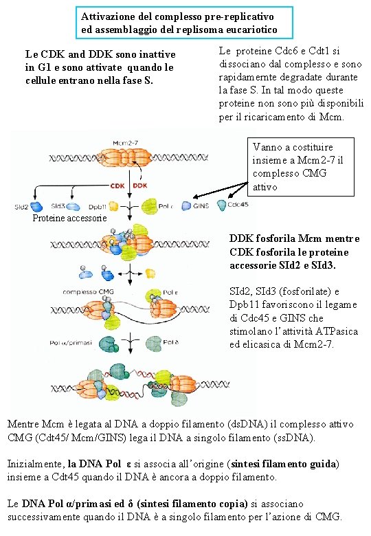 Attivazione del complesso pre-replicativo ed assemblaggio del replisoma eucariotico Le CDK and DDK sono