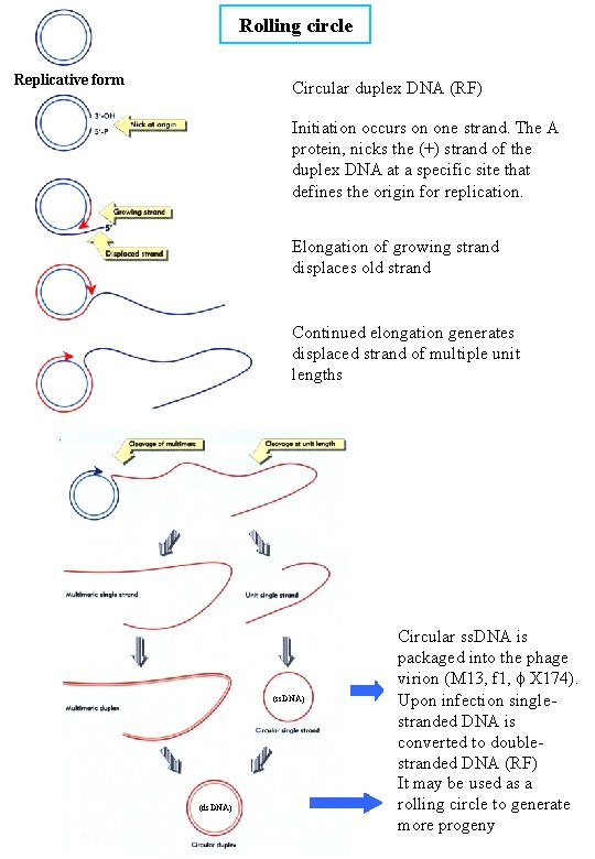 Rolling circle Replicative form Circular duplex DNA (RF) Initiation occurs on one strand. The