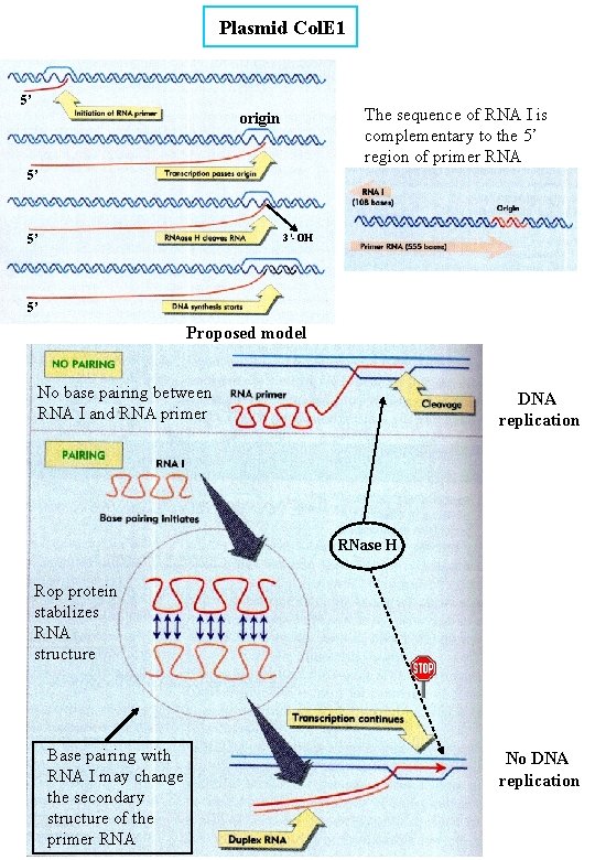 Plasmid Col. E 1 5’ The sequence of RNA I is complementary to the