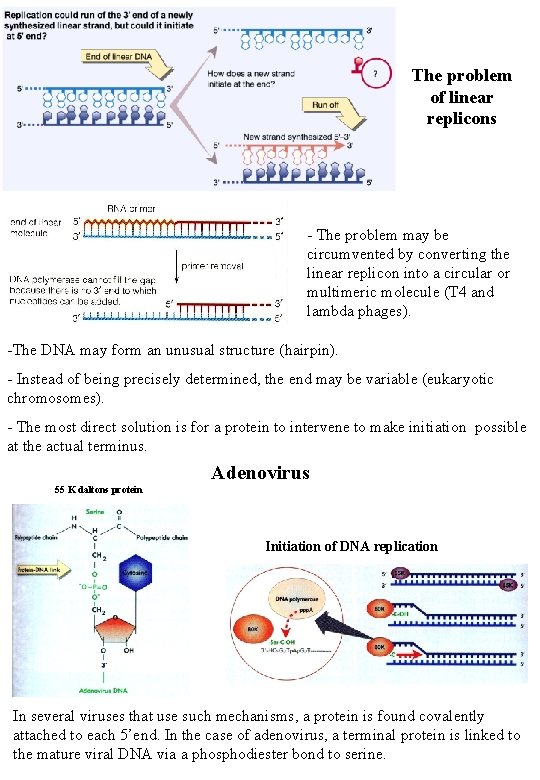 The problem of linear replicons - The problem may be circumvented by converting the