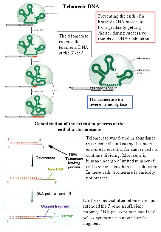 Telomeric DNA The telomerase extends the telomeric DNA at the 3’-end Preventing the ends