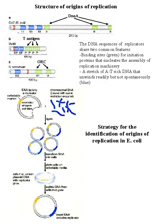 Structure of origins of replication Dna. A T antigen ORC The DNA sequences of