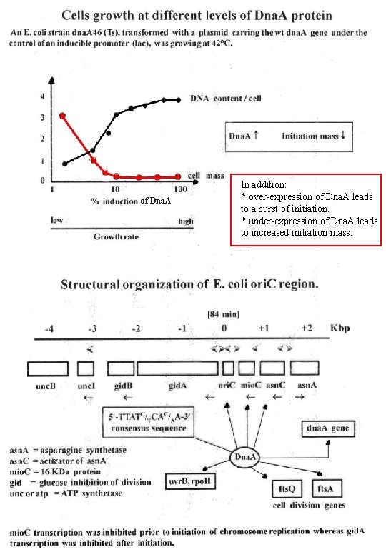 of Dna. A v In addition: * over-expression of Dna. A leads to a