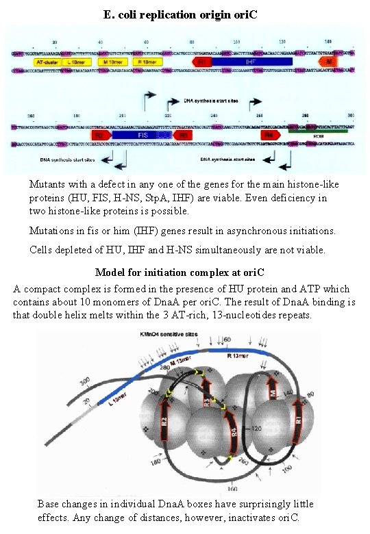 E. coli replication origin ori. C Mutants with a defect in any one of