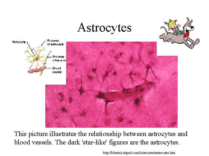 Astrocytes This picture illustrates the relationship between astrocytes and blood vessels. The dark 'star-like'