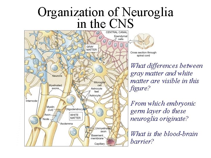 Organization of Neuroglia in the CNS What differences between gray matter and white matter