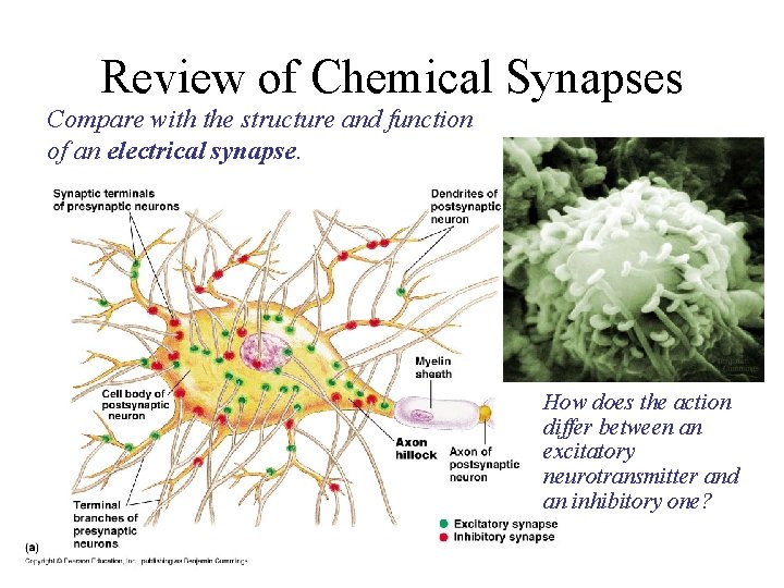 Review of Chemical Synapses Compare with the structure and function of an electrical synapse.