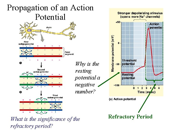 Propagation of an Action Potential Why is the resting potential a negative number? What