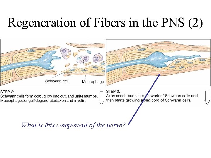 Regeneration of Fibers in the PNS (2) What is this component of the nerve?