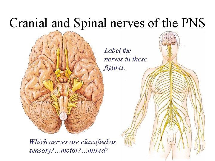 Cranial and Spinal nerves of the PNS Label the nerves in these figures. Which