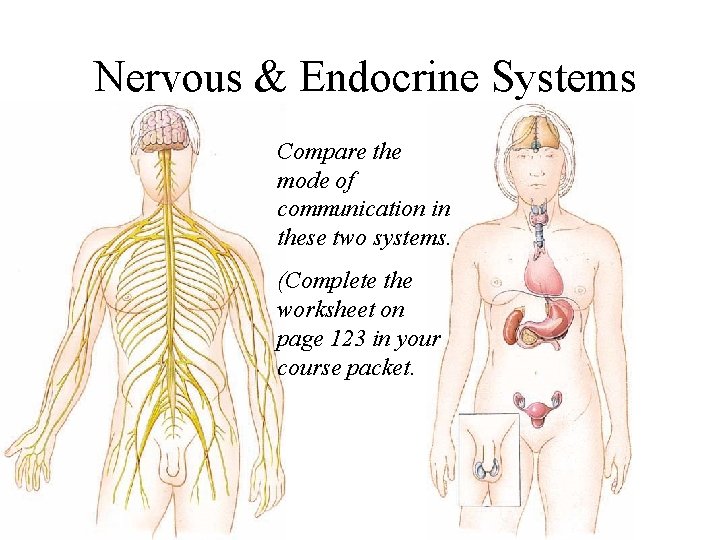 Nervous & Endocrine Systems Compare the mode of communication in these two systems. (Complete