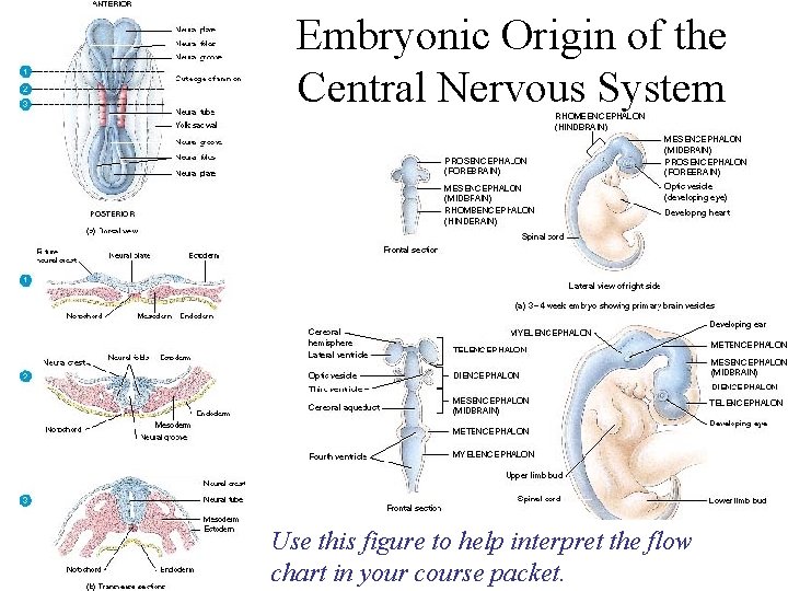 Embryonic Origin of the Central Nervous System Use this figure to help interpret the