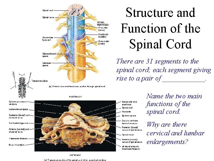 Structure and Function of the Spinal Cord There are 31 segments to the spinal