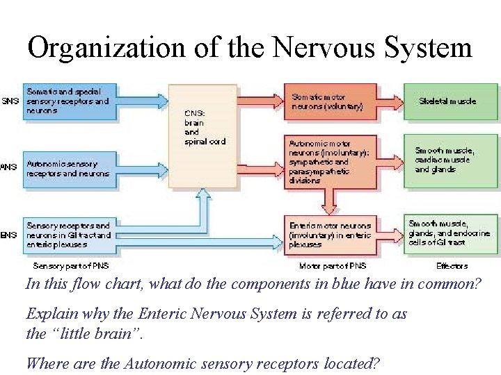 Organization of the Nervous System In this flow chart, what do the components in