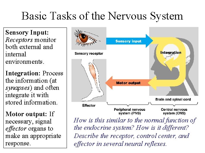 Basic Tasks of the Nervous System Sensory Input: Receptors monitor both external and internal