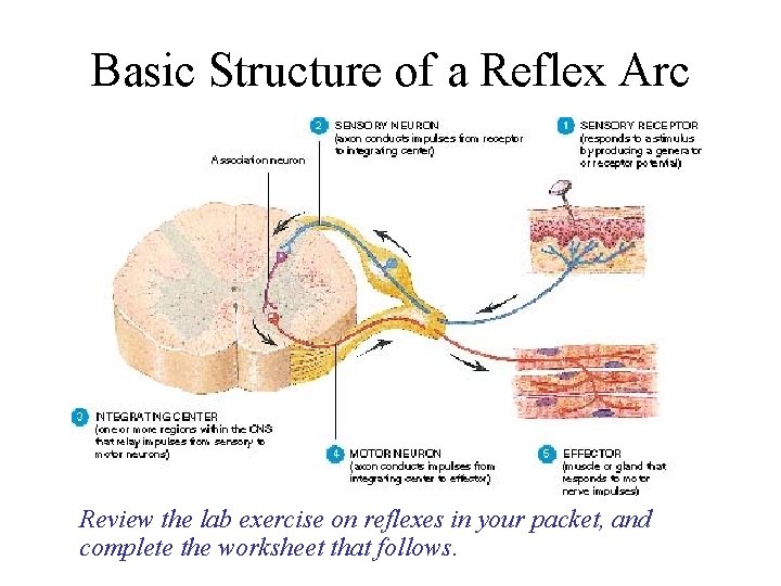 Basic Structure of a Reflex Arc Review the lab exercise on reflexes in your