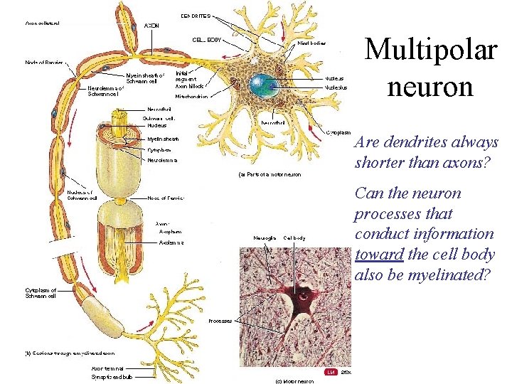 Multipolar neuron Are dendrites always shorter than axons? Can the neuron processes that conduct