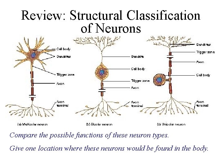Review: Structural Classification of Neurons Compare the possible functions of these neuron types. Give