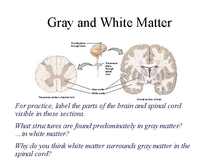 Gray and White Matter For practice, label the parts of the brain and spinal